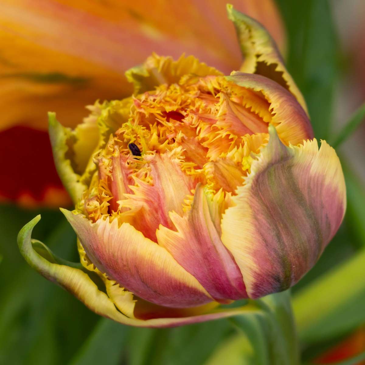 Tulipa 'Brisbane' - Tulpenbollen - Set van 20 - Roze