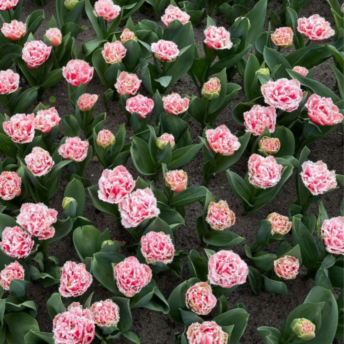 Tulipa 'Queensland' - Set van 15 - Tulpenbollen - Roze, wit