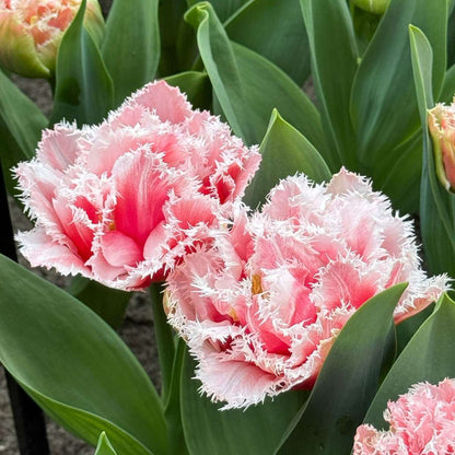 Tulipa 'Queensland' - Set van 20 - Tulpenbollen - Roze, wit