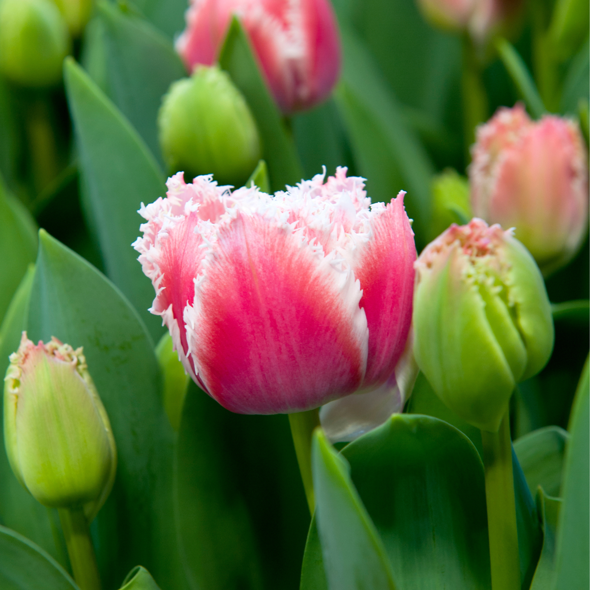 Tulipa 'Queensland' - Set van 10 - Tulpenbollen - Roze, wit