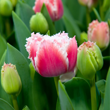 Tulipa 'Queensland' - Set van 10 - Tulpenbollen - Roze, wit