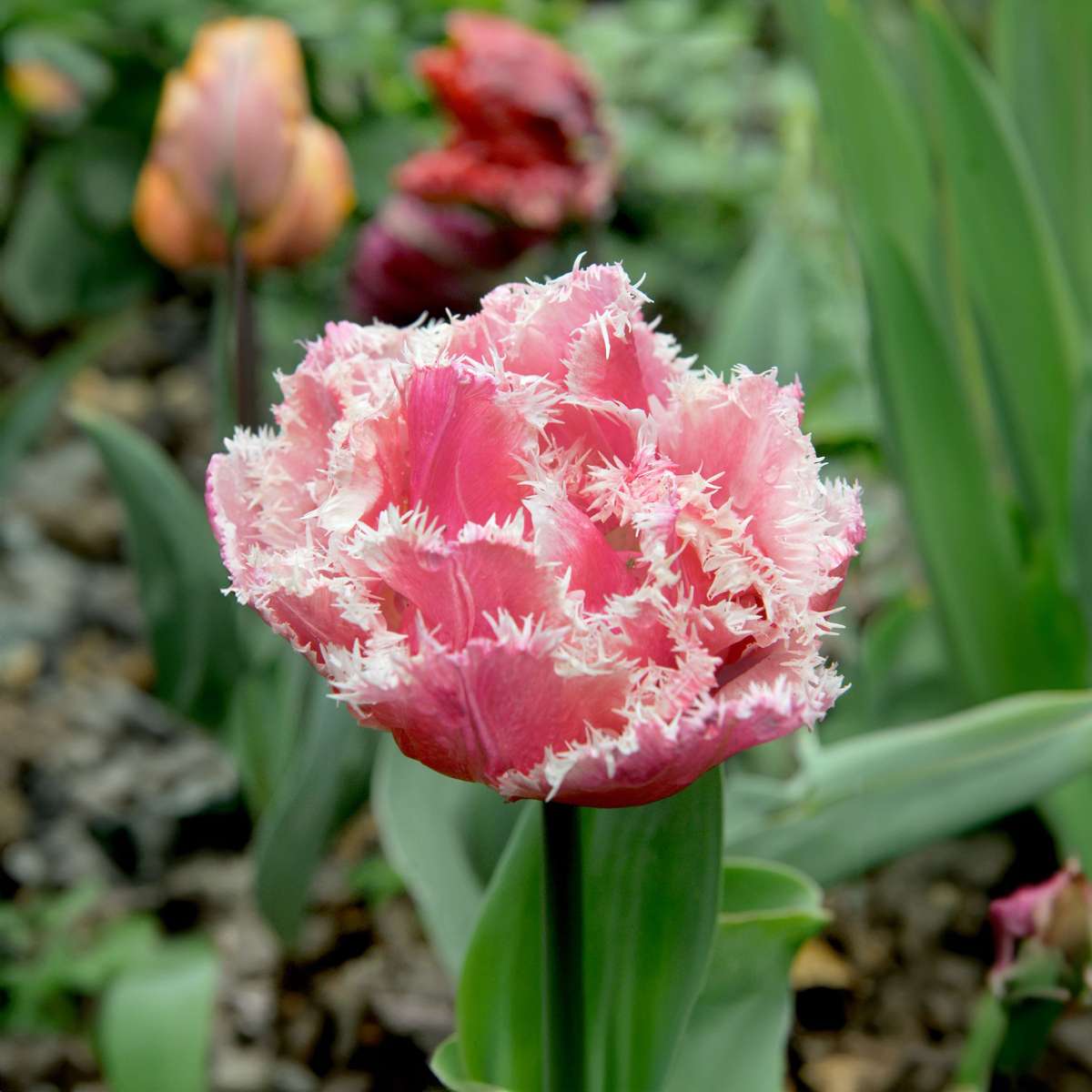 Tulipa 'Queensland' - Set van 20 - Tulpenbollen - Roze, wit