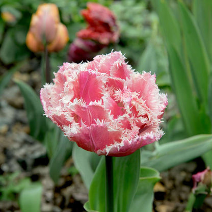Tulipa 'Queensland' - Set van 20 - Tulpenbollen - Roze, wit
