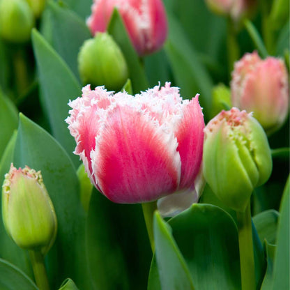 Tulipa 'Queensland' - Set van 20 - Tulpenbollen - Roze, wit