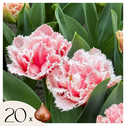 Tulipa 'Queensland' - Set van 20 - Tulpenbollen - Roze, wit