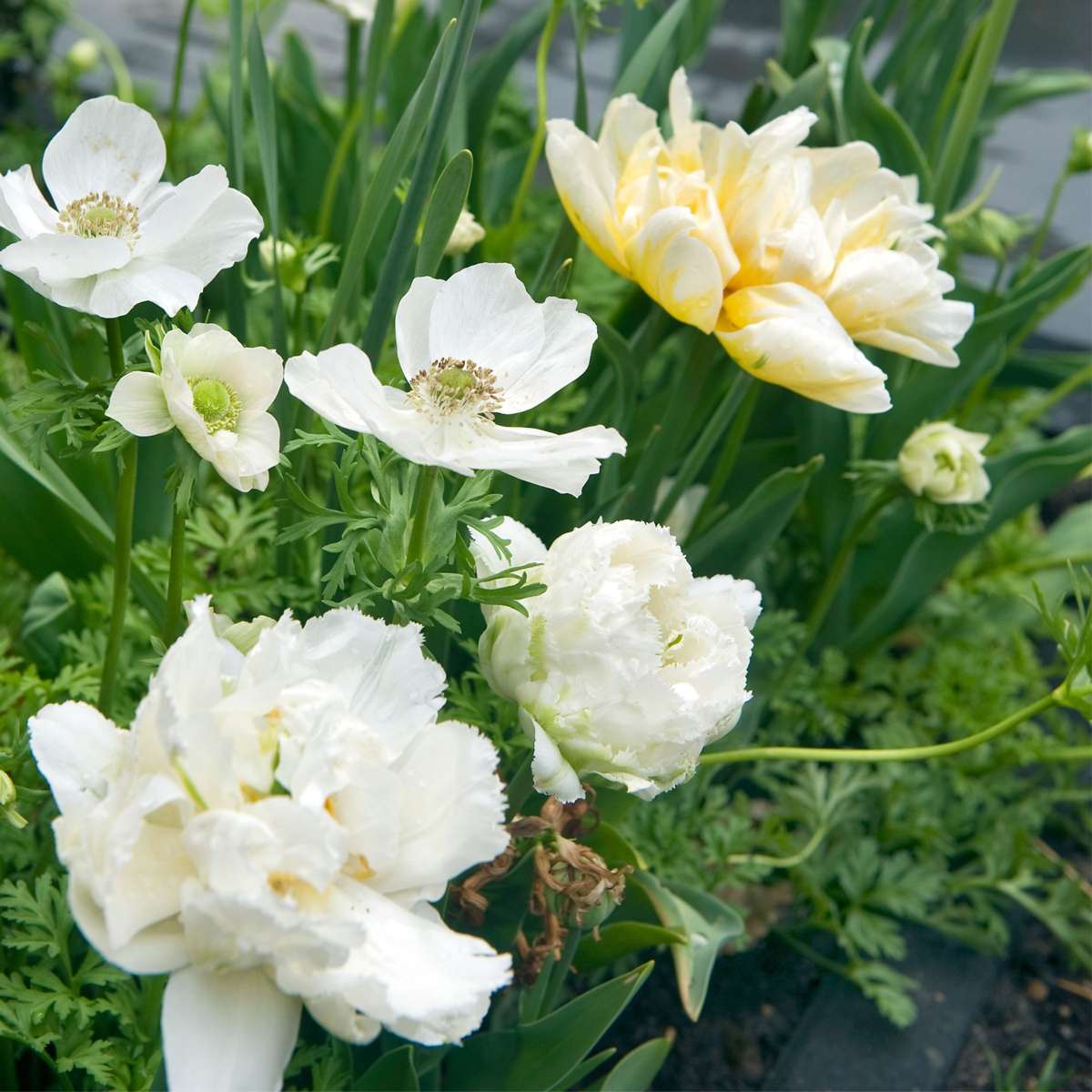 Tulipa 'Snow Crystal' - 10 stuks - Tulpenbollen - Wit