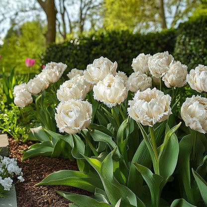 Tulipa 'Snow Crystal' - 15 stuks - Tulpenbollen - Wit