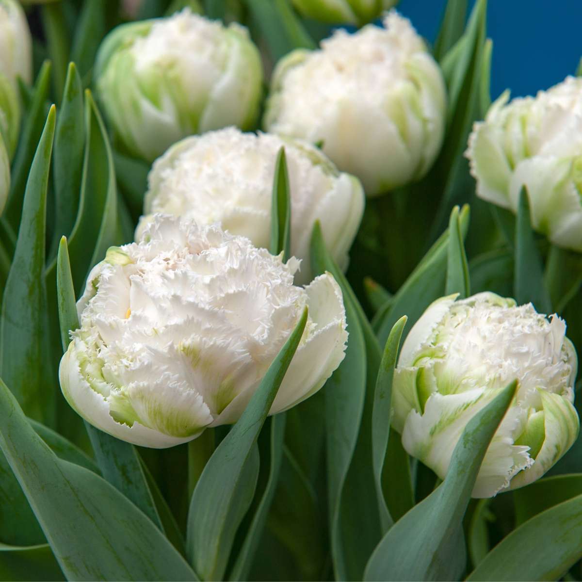 Tulipa 'Snow Crystal' - 15 stuks - Tulpenbollen - Wit