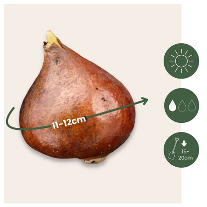 Tulipa 'Snow Crystal' - 15 stuks - Tulpenbollen - Wit