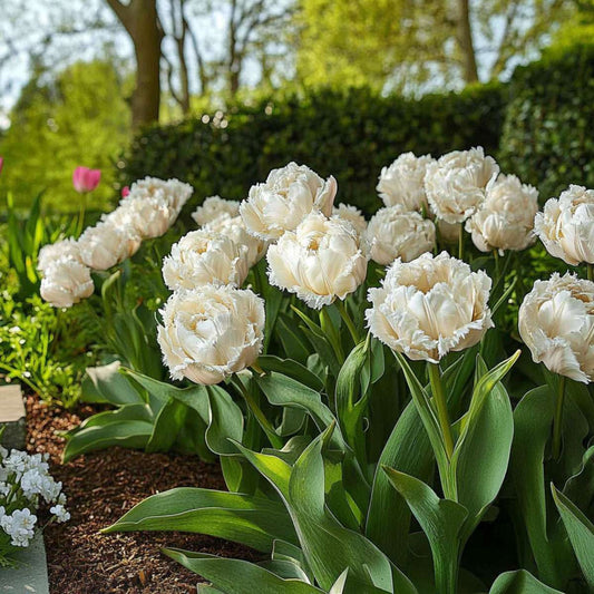 Tulipa 'Snow Crystal' - 20 stuks - Tulpenbollen - Wit
