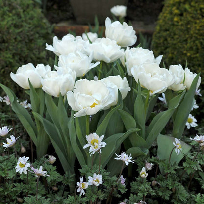 Tulipa 'Snow Crystal' - 20 stuks - Tulpenbollen - Wit