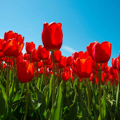 Tulipa 'Red Impression' - Set van 14 - Tulpenbollen