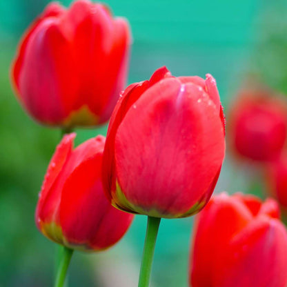 Tulipa 'Red Impression' - Set van 14 - Tulpenbollen