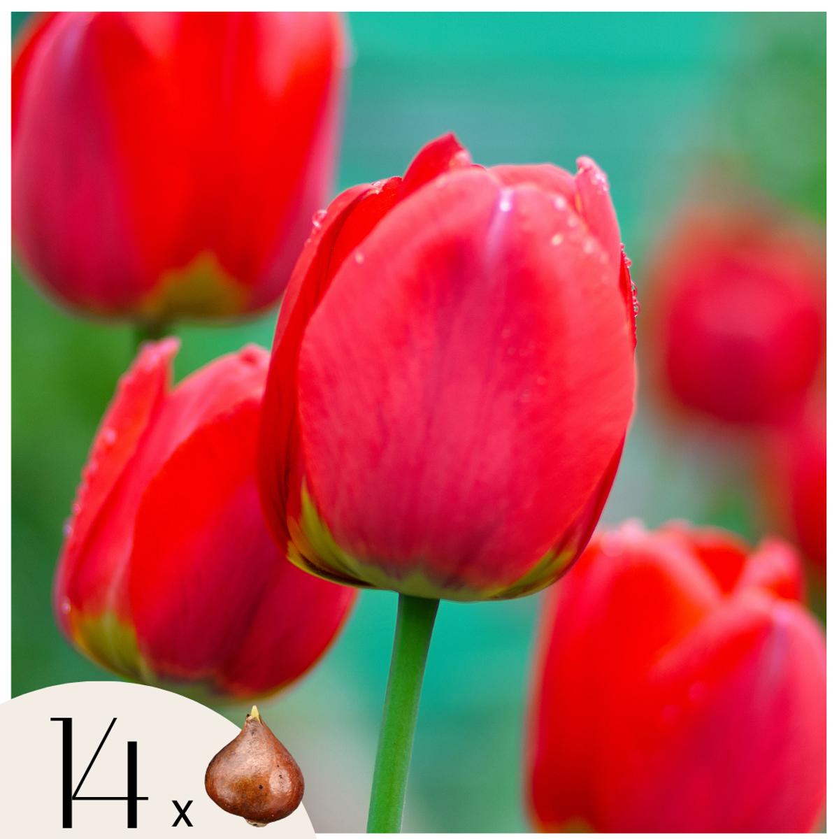Tulipa 'Red Impression' - Set van 14 - Tulpenbollen