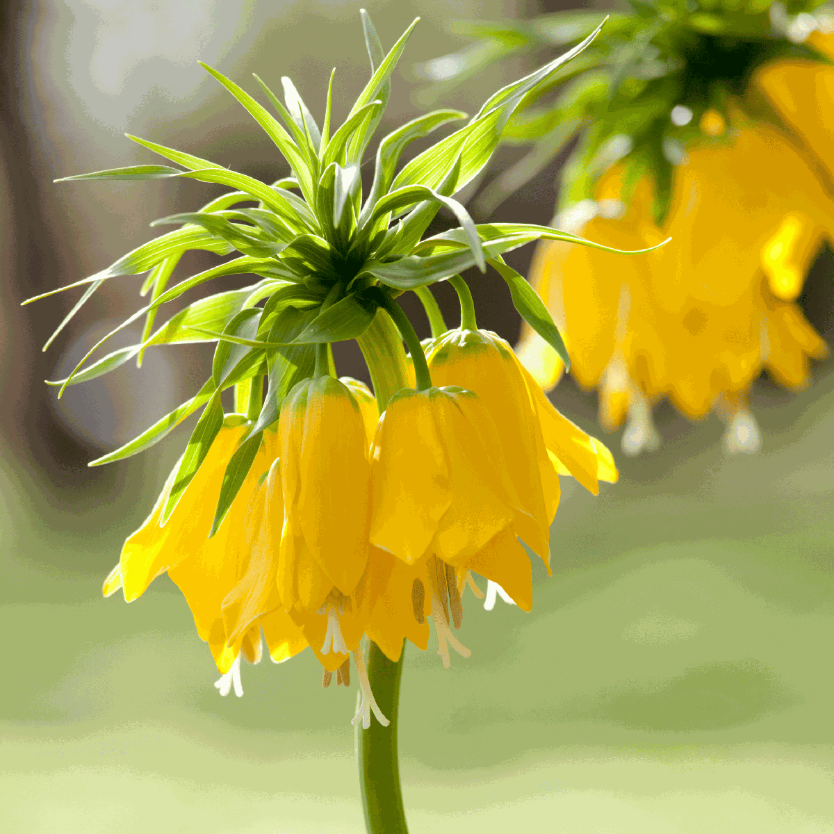 Fritillaria Lutea 'Keizerskroon' - Bloembollen - Set van 3