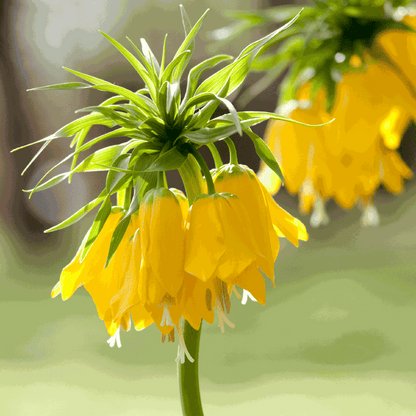 Fritillaria Lutea 'Keizerskroon' - Bloembollen - Set van 3