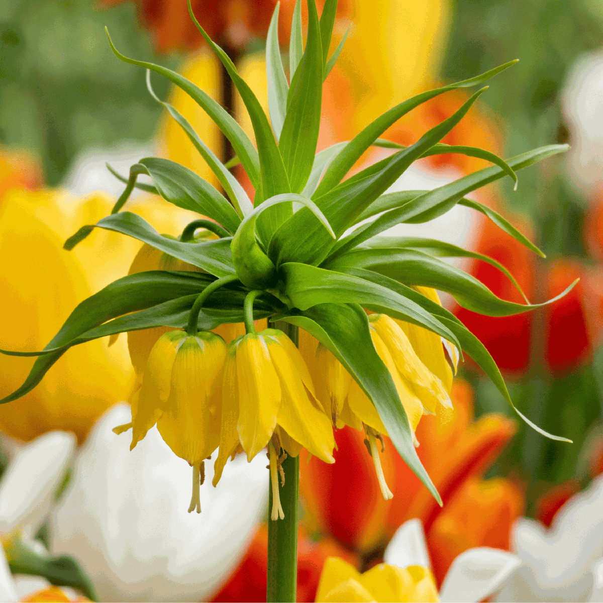 Fritillaria Lutea 'Keizerskroon' - Bloembollen - Set van 3