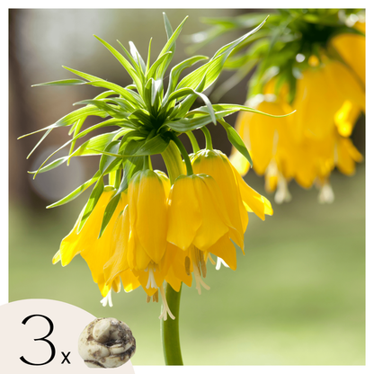 Fritillaria Lutea 'Keizerskroon' - Bloembollen - Set van 3