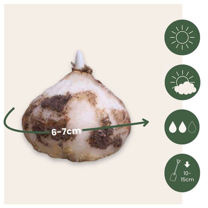 Fritillaria Lutea 'Keizerskroon' - Bloembollen - Set van 3