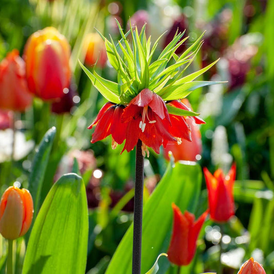 Fritillaria Rubra - Set van 3 - Rode Kievietsbloem