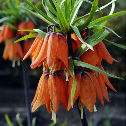 Fritillaria Rubra - Set van 3 - Rode Kievietsbloem
