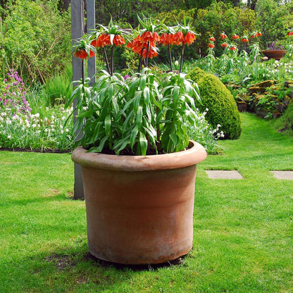 Fritillaria Rubra - Set van 3 - Rode Kievietsbloem