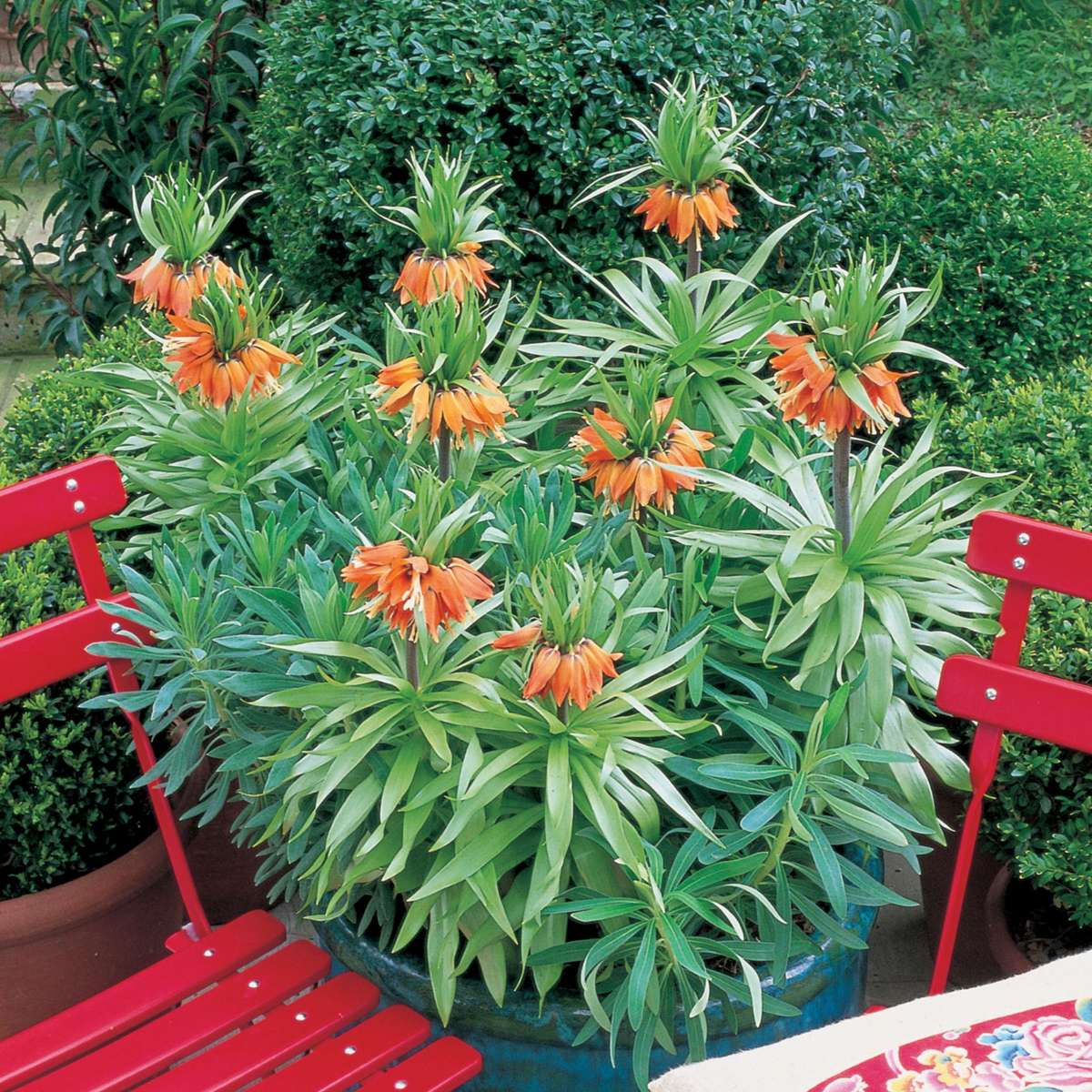 Fritillaria Rubra - Set van 3 - Rode Kievietsbloem