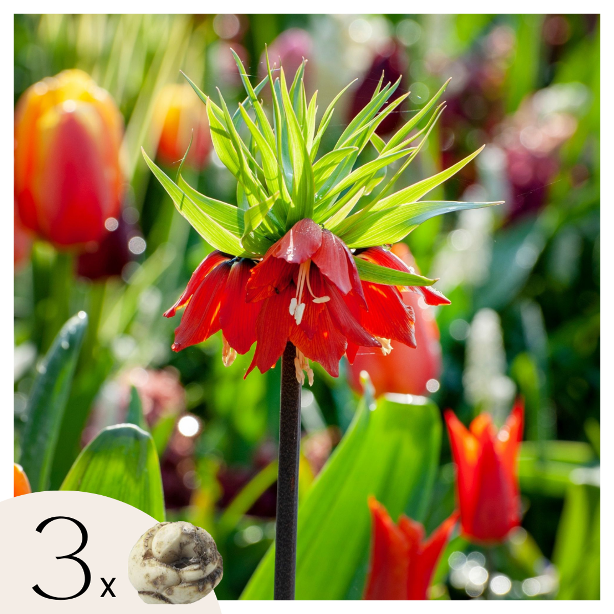 Fritillaria Rubra - Set van 3 - Rode Kievietsbloem