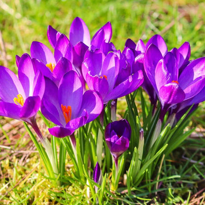 Crocus Ruby Giant - Set van 100 - Krokusbollen