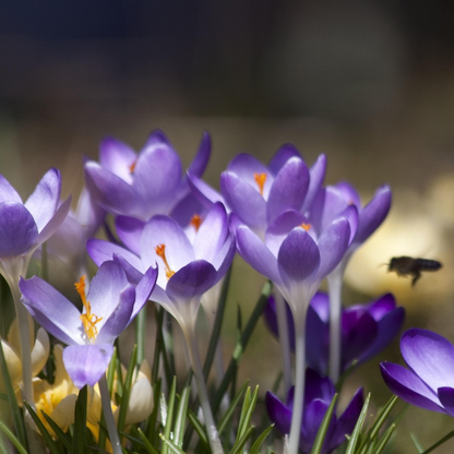 Crocus Ruby Giant - Set van 100 - Krokusbollen