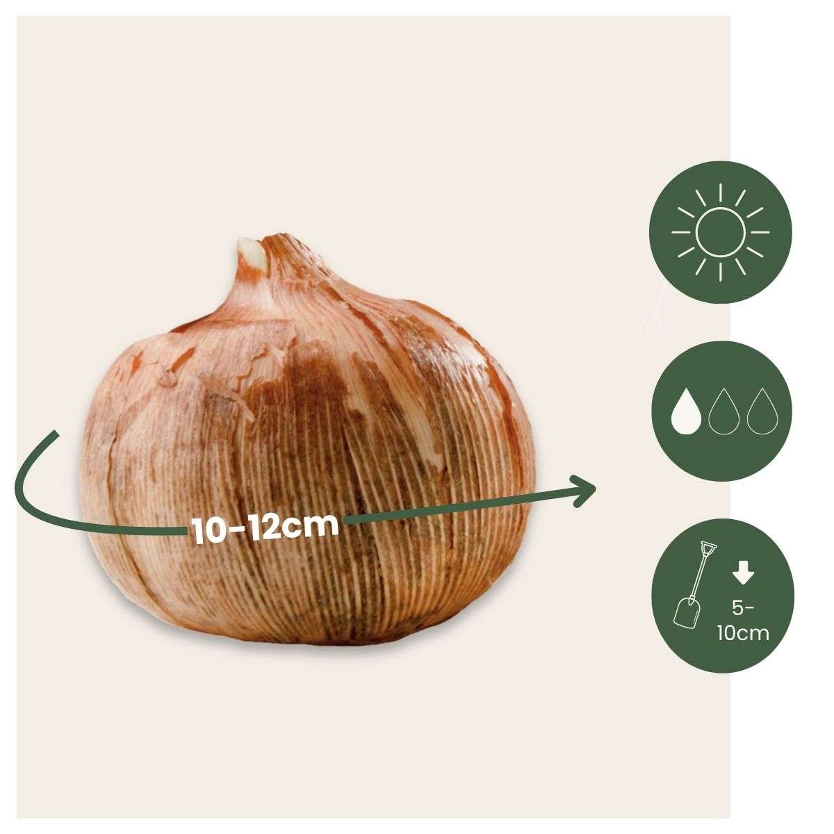 Crocus Ruby Giant - Set van 200 - Krokusbollen