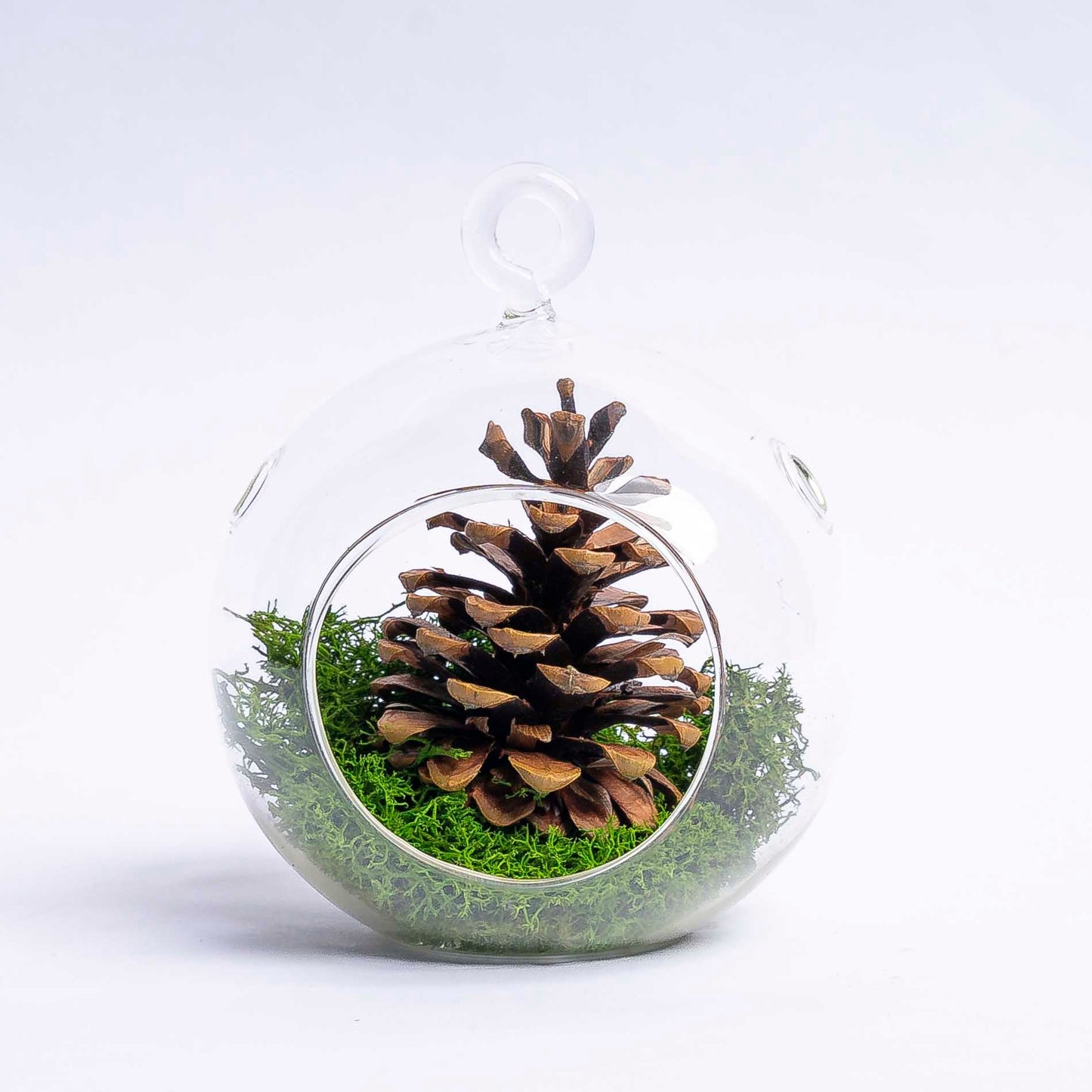 Glass Christmas Ball - Airplant and Reindeer Moss