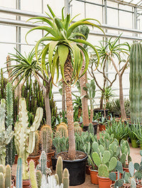 Aloe traski