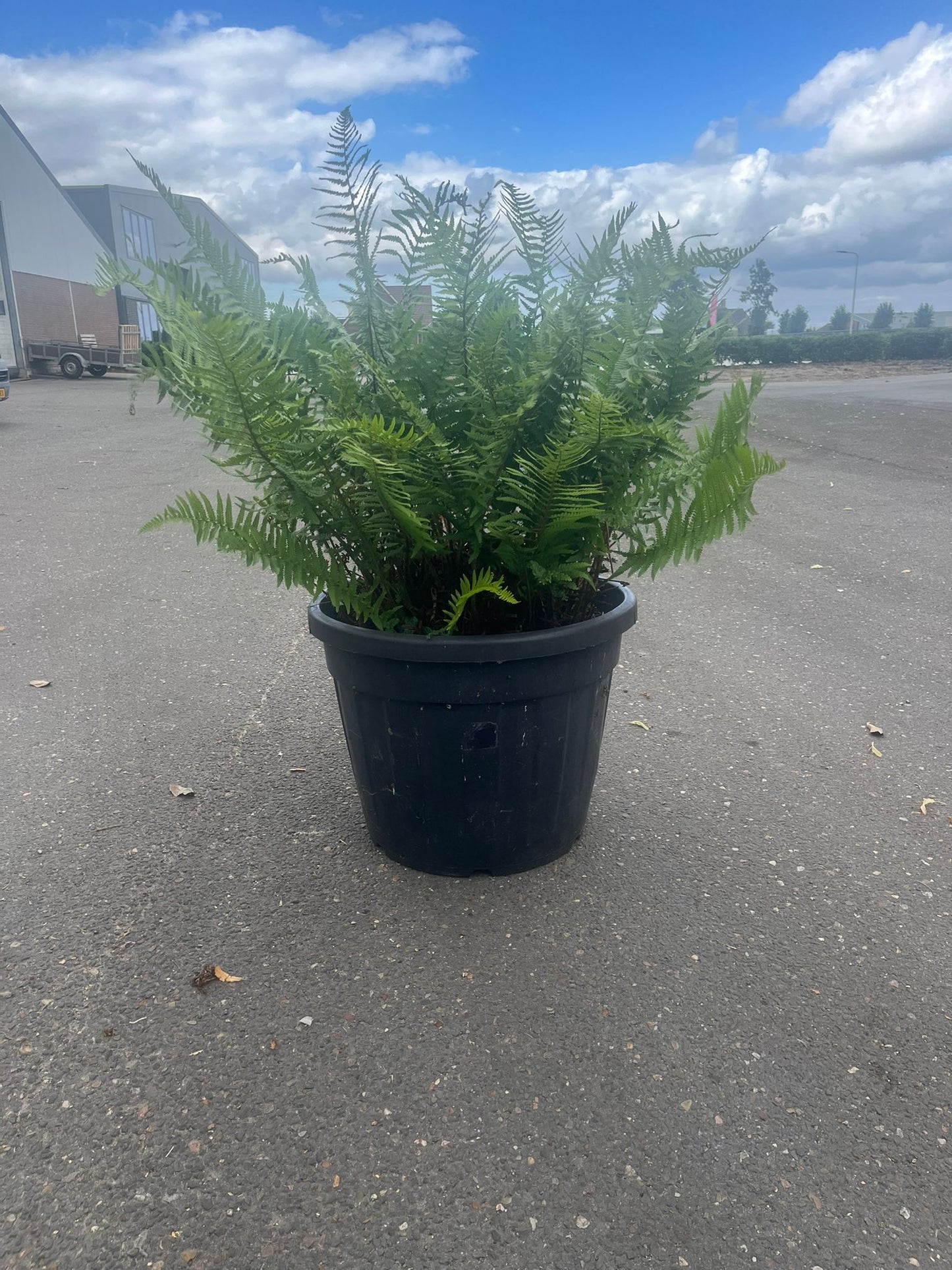 20 jaar oude Polystichum setiferum - Zachte Naaldvaren – 90L pot - 1 beschikbaar