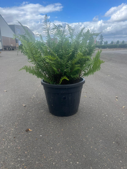20 jaar oude Polystichum setiferum - Zachte Naaldvaren – 90L pot - 1 beschikbaar