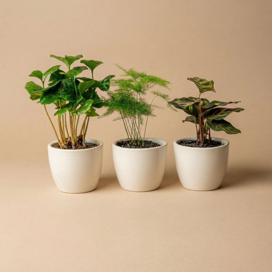 Een minimalistische, witte keramische koffiekop met glad oppervlak en zachte randen, geschikt voor dagelijks gebruik of als decoratief element in een moderne keuken.