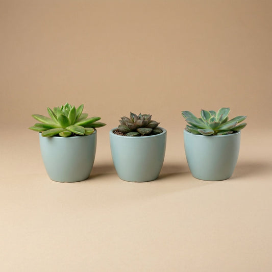 Een minimalistisch, lichtblauw keramieken plantenpot met glad oppervlak en ronde vorm, geschikt voor binnen- en buitenruimtes. Ideaal voor kleine planten en moderne decoratie.
