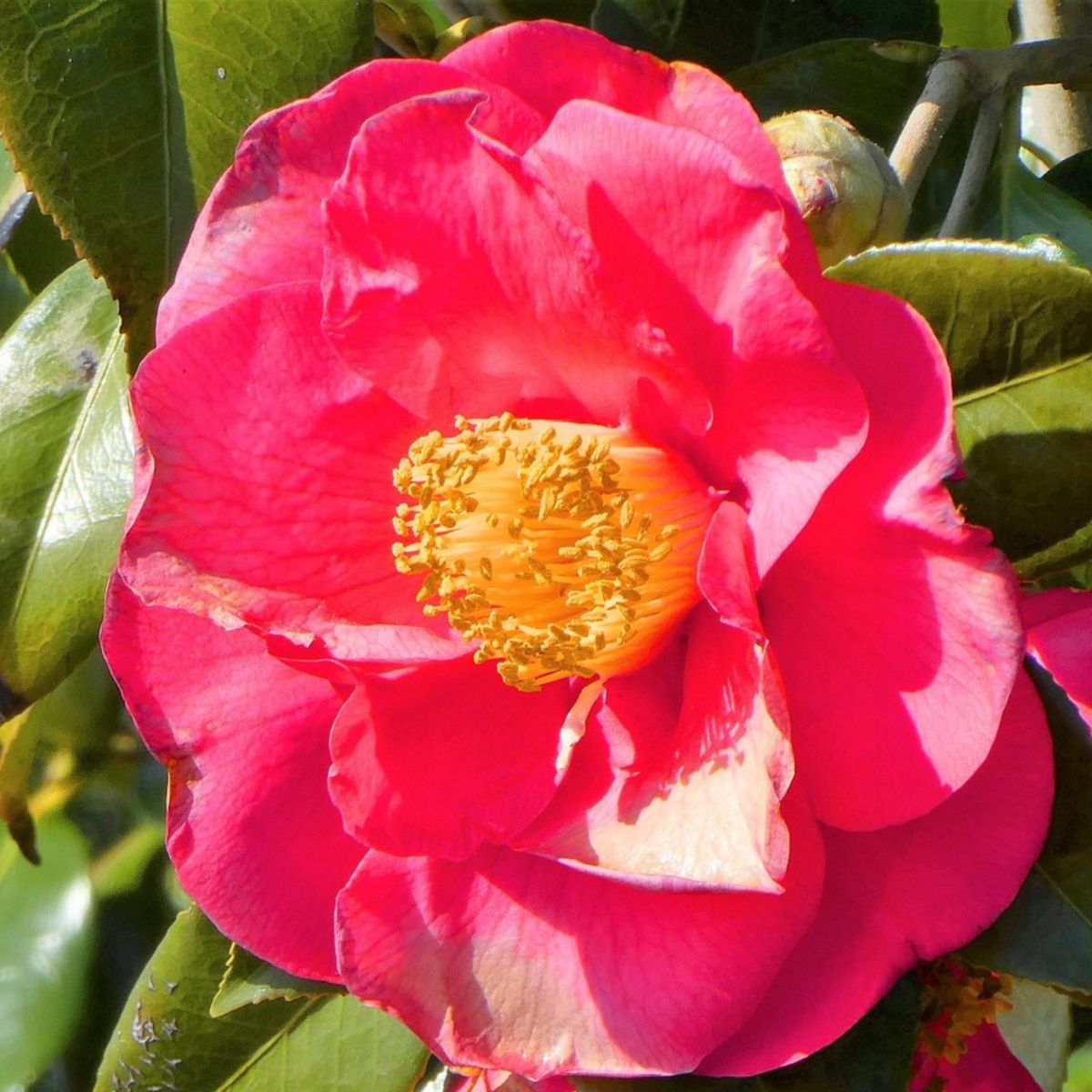 Camellia Japonica - Set van 2 - Japanse roos