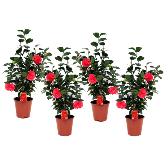 Camellia Japonica - Set van 4 - Japanse roos