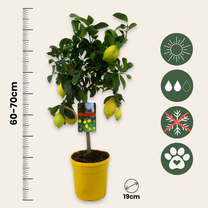 Citrus limon - Citroenboom
