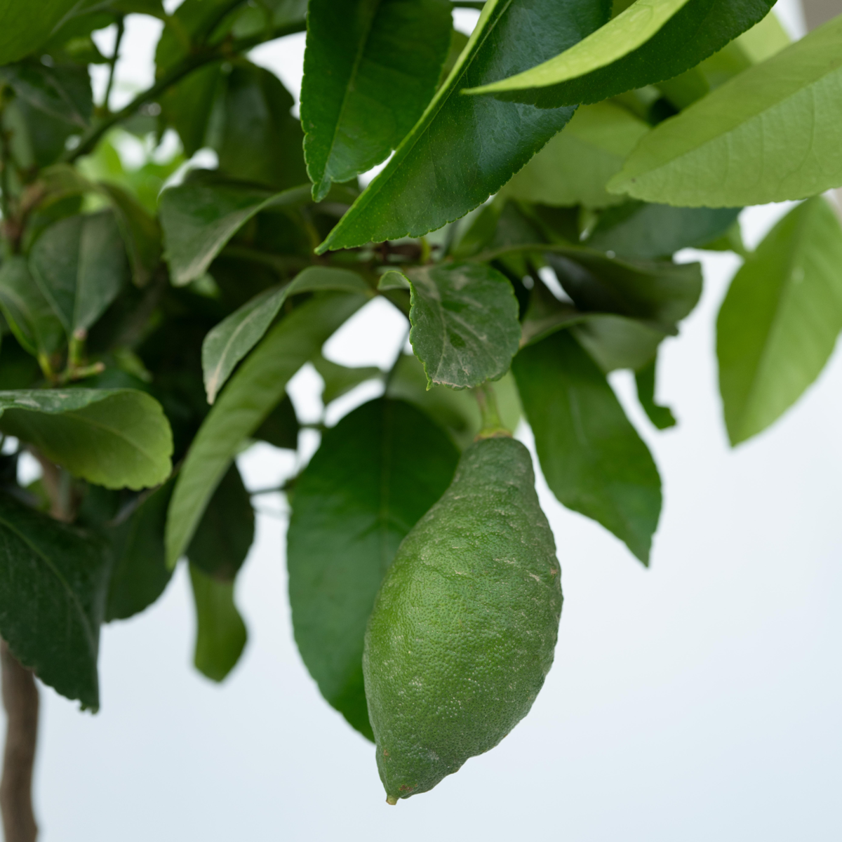 Citrus limon - Citroenboom - Set van 2