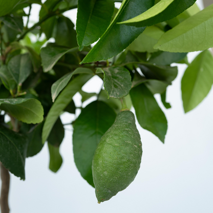 Citrus limon - Citroenboom - Set van 2