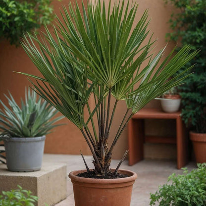 Chamaerops humilis - Europese Dwergpalm