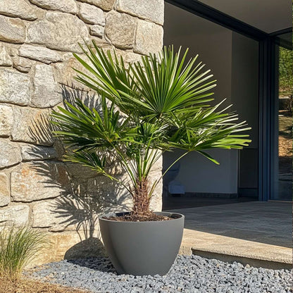 Chamaerops humilis - Europese Dwergpalm