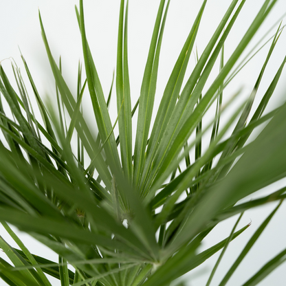 Chamaerops humilis - Europese Dwergpalm