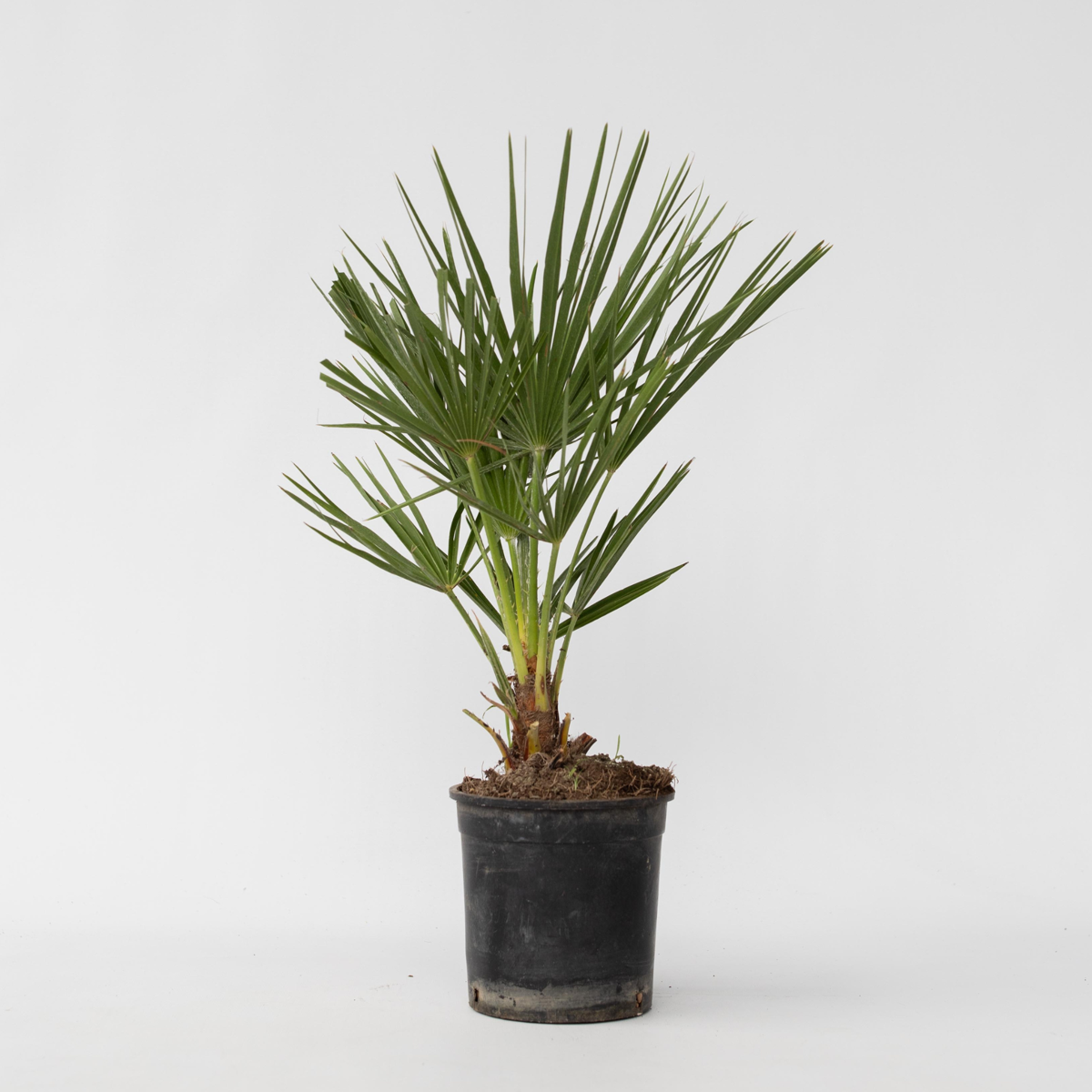 Chamaerops humilis - Europese Dwergpalm