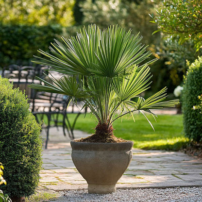 Chamaerops humilis - Set van 2 - Europese dwergpalm