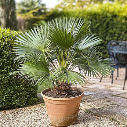Chamaerops humilis - Set van 2 - Europese dwergpalm