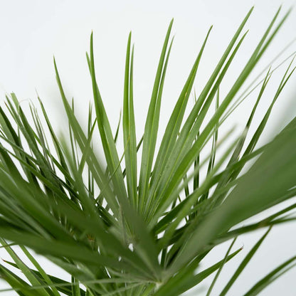 Chamaerops humilis - Set van 2 - Europese dwergpalm