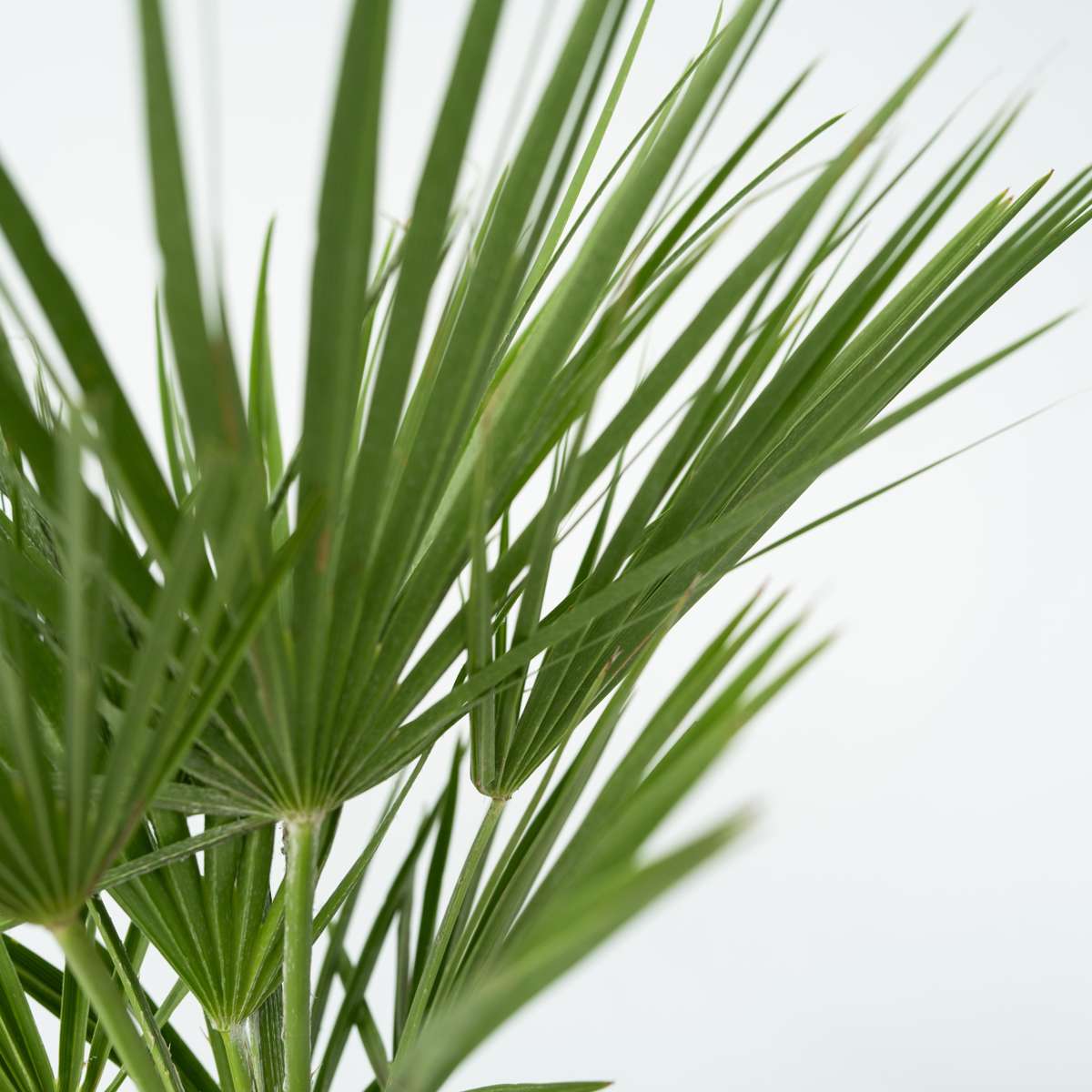 Chamaerops humilis - Set van 2 - Europese dwergpalm
